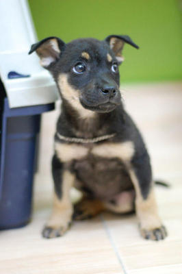 Balloon - Mixed Breed Dog