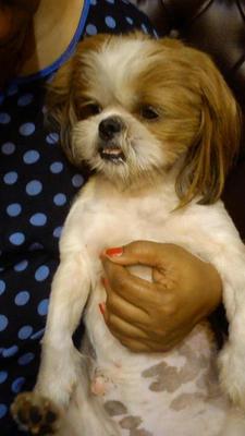 Bow Bow - Shih Tzu Dog