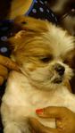 Bow Bow - Shih Tzu Dog