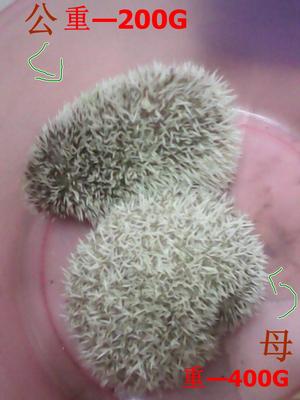 Sale Of A Pair Of Adult Hedgehog - Hedgehog Small & Furry