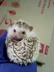 Sale Of A Pair Of Adult Hedgehog - Hedgehog Small & Furry