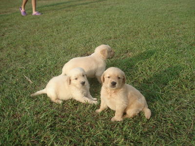 Retrievers Puppies For Sale - Golden Retriever Dog