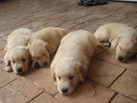 Retrievers Puppies For Sale - Golden Retriever Dog