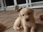 Retrievers Puppies For Sale - Golden Retriever Dog