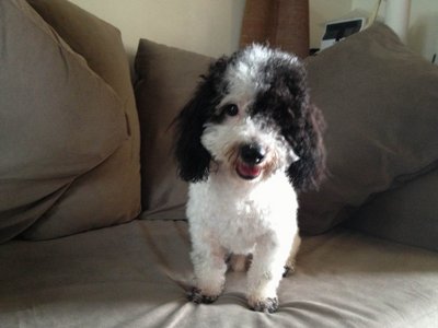 Panda - Poodle Dog