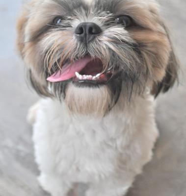 ♥ ..teddy.. ♥ - Shih Tzu Dog