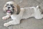 ♥ ..teddy.. ♥ - Shih Tzu Dog