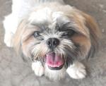 ♥ ..teddy.. ♥ - Shih Tzu Dog