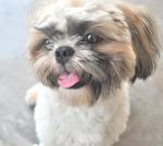 ♥ ..teddy.. ♥ - Shih Tzu Dog