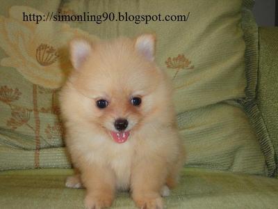 Parti Color Pomeranian Woah - Pomeranian Dog