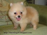 Light Gold Pomeranian - Pomeranian Dog