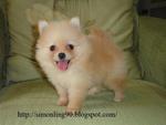 Light Gold Pomeranian - Pomeranian Dog