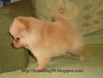 Light Gold Pomeranian - Pomeranian Dog