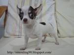 Chi Hua Hua - Chihuahua Dog