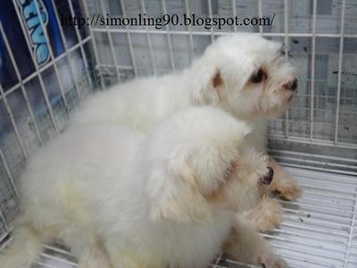 2 In 1 Prices - Maltese Dog