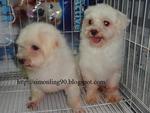 2 In 1 Prices - Maltese Dog