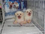 2 In 1 Prices - Maltese Dog