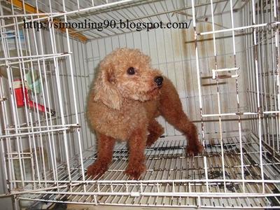 PF42321 - Poodle Dog