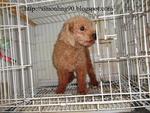 PF42321 - Poodle Dog