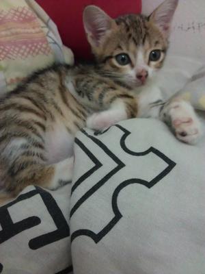 Beautiful Kitten - Domestic Short Hair Cat