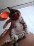 Beautiful Kitten - Domestic Short Hair Cat