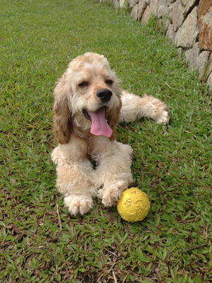 Benji - Cocker Spaniel Dog