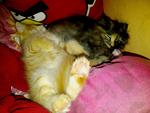 Momo Dan Oyen - Domestic Long Hair + Maine Coon Cat