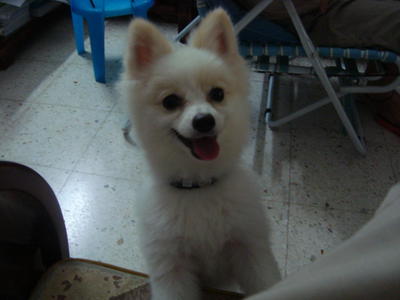 Doremi - Pomeranian Dog