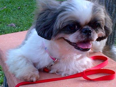 Sissy - Shih Tzu Dog