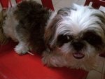 Sissy - Shih Tzu Dog