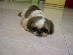 Sissy - Shih Tzu Dog