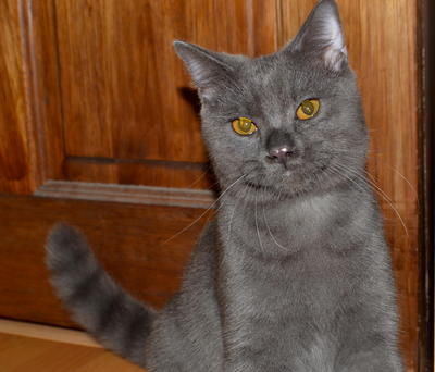 PF42359 - Persian + Domestic Short Hair Cat