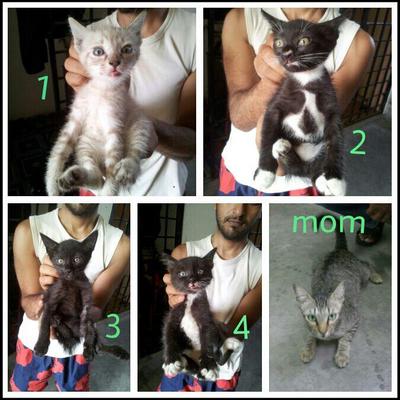 1,2,3,4 &amp; The Mom.. - Domestic Short Hair + Tabby Cat