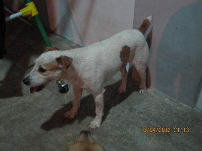 Horlick - Jack Russell Terrier Dog