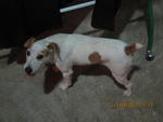 Horlick - Jack Russell Terrier Dog