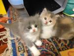 Montel, Pingu Jr. &amp; Sandy Jr. - Domestic Long Hair + British Shorthair Cat