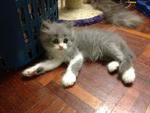 Montel, Pingu Jr. &amp; Sandy Jr. - Domestic Long Hair + British Shorthair Cat