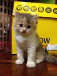 Montel, Pingu Jr. &amp; Sandy Jr. - Domestic Long Hair + British Shorthair Cat