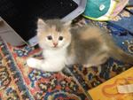 Montel, Pingu Jr. &amp; Sandy Jr. - Domestic Long Hair + British Shorthair Cat