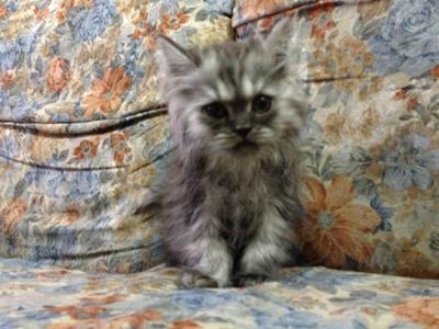 Tony Is The Name ! - Persian Cat