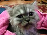 Tony Is The Name ! - Persian Cat