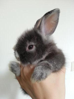 Milo - Lionhead Rabbit