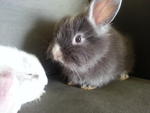 Milo - Lionhead Rabbit