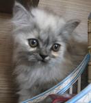 Kenit - Persian + Domestic Long Hair Cat