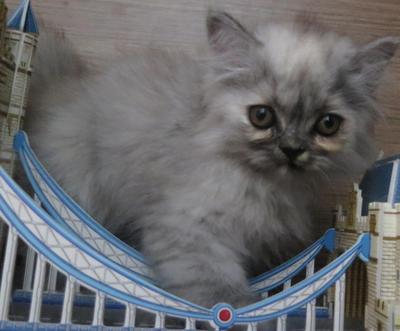 Kenit - Persian + Domestic Long Hair Cat