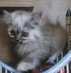 Kenit - Persian + Domestic Long Hair Cat