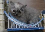 Kenit - Persian + Domestic Long Hair Cat