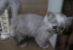 Kenit - Persian + Domestic Long Hair Cat