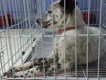 ♫♪ Melody ♪♫ ★ Dalmation Mix ★ - Mixed Breed Dog