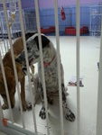 ♫♪ Melody ♪♫ ★ Dalmation Mix ★ - Mixed Breed Dog